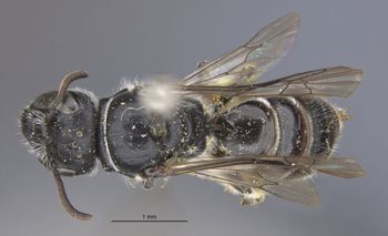 Media type: image;   Entomology 23485 Aspect: habitus dorsal view